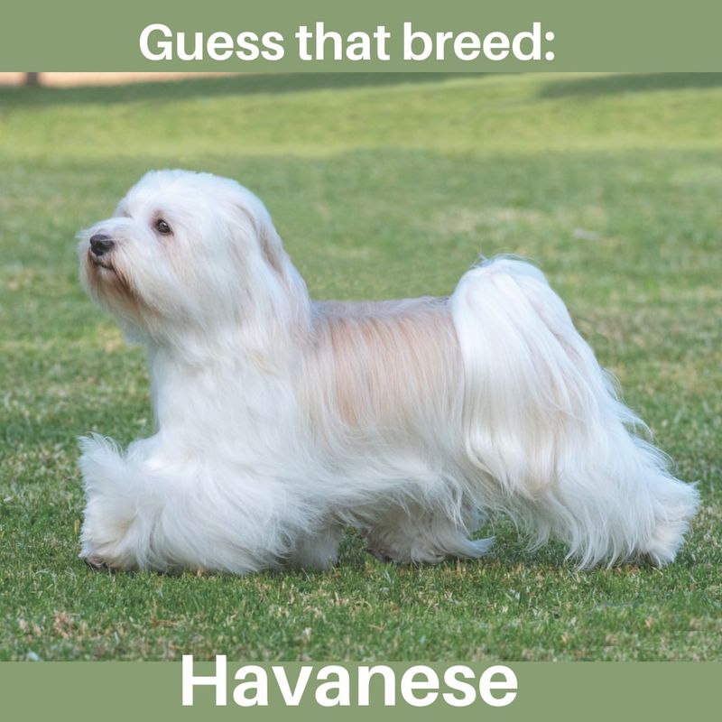 Havanese