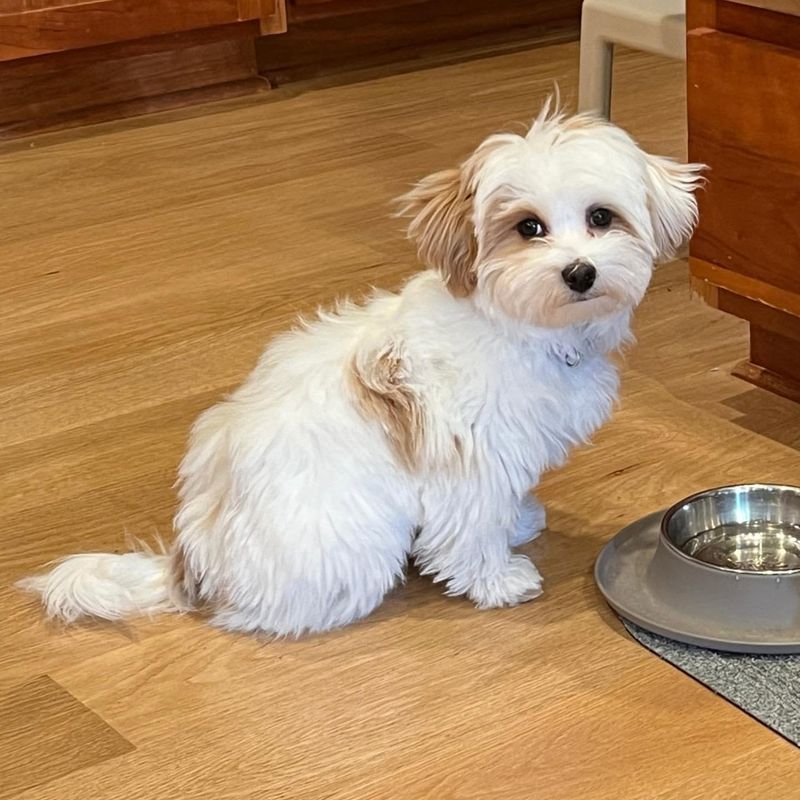 Havanese (White)