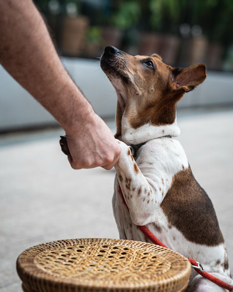 Heartfelt Loyalty