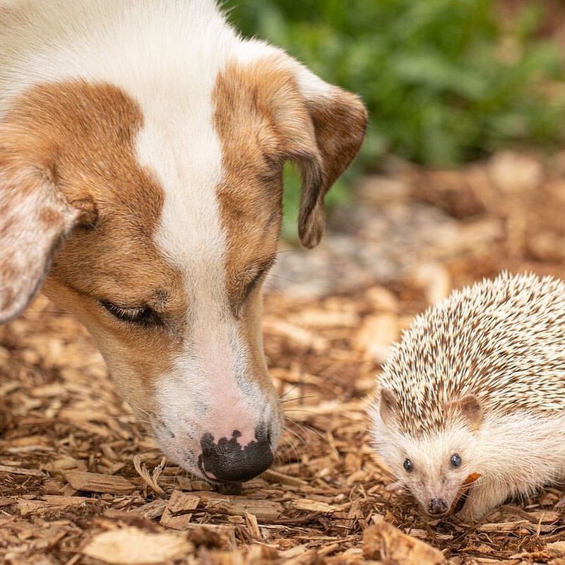 Hedgehogs