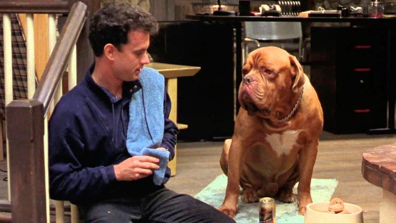 Hooch from Turner & Hooch