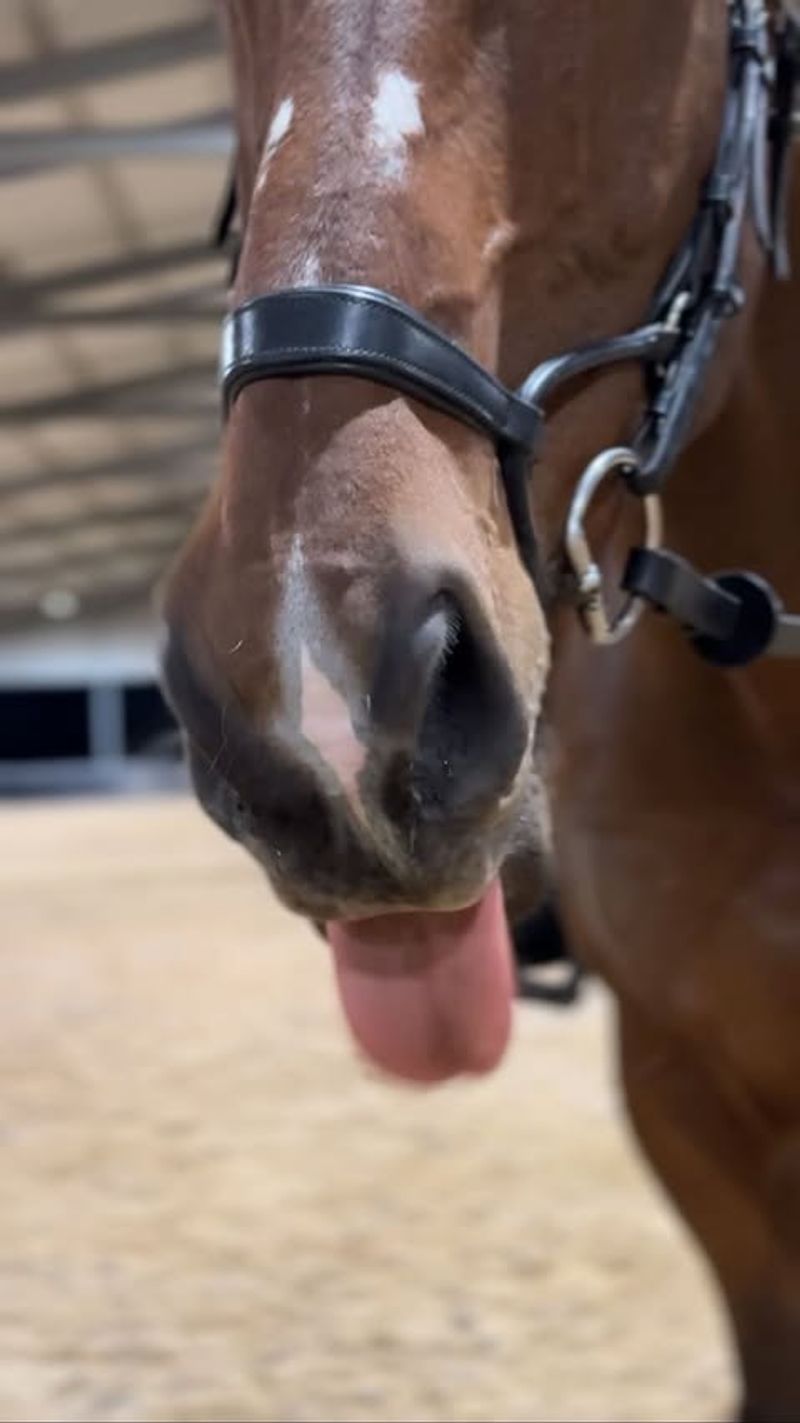 Horses