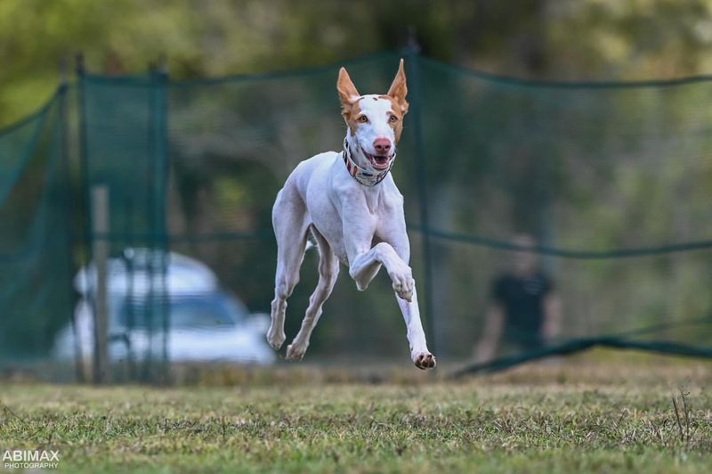 Ibizan Hound