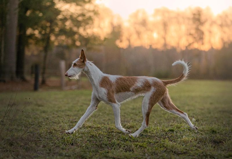 Ibizan Hound