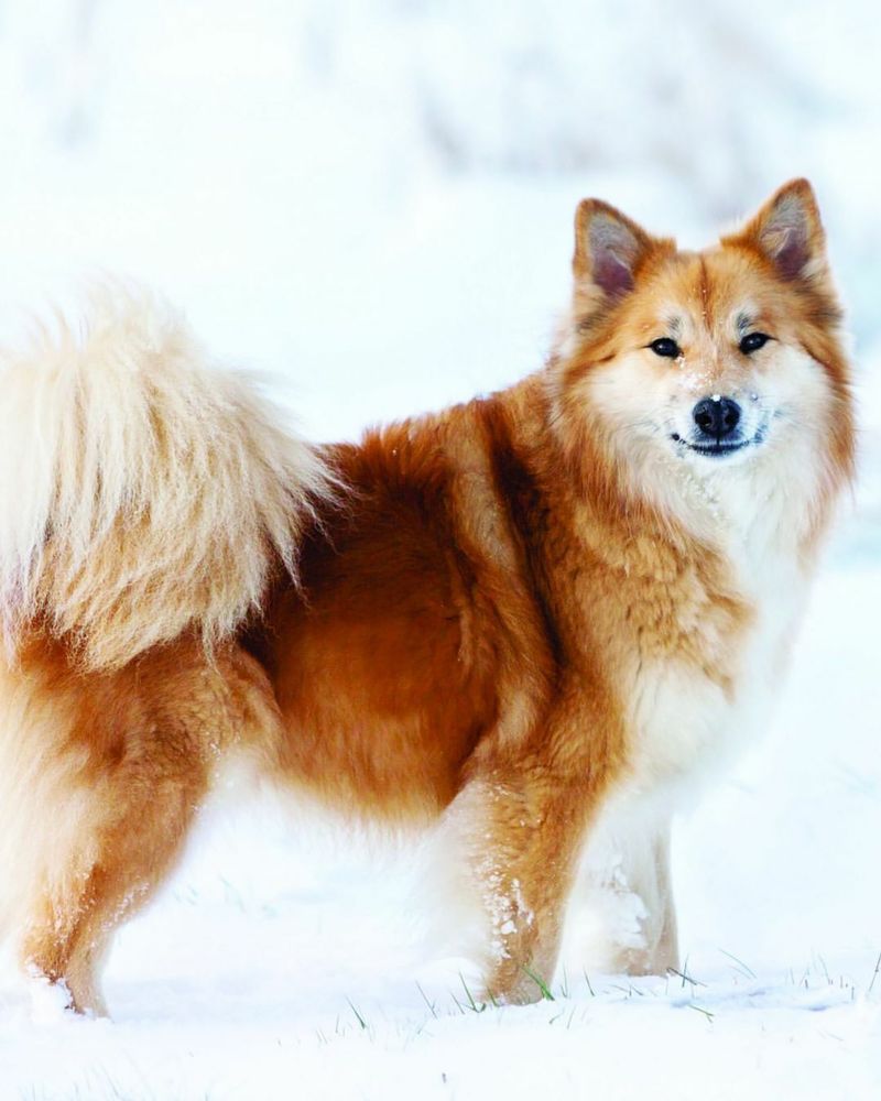 Icelandic Sheepdog