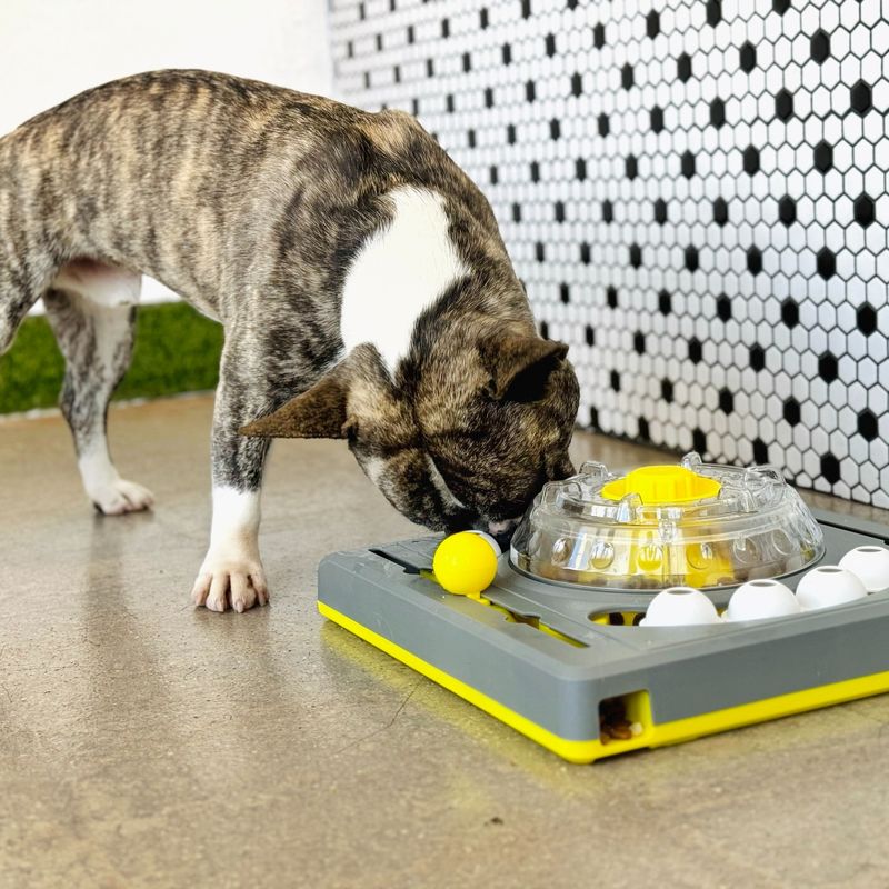 Interactive Video Games for Dogs