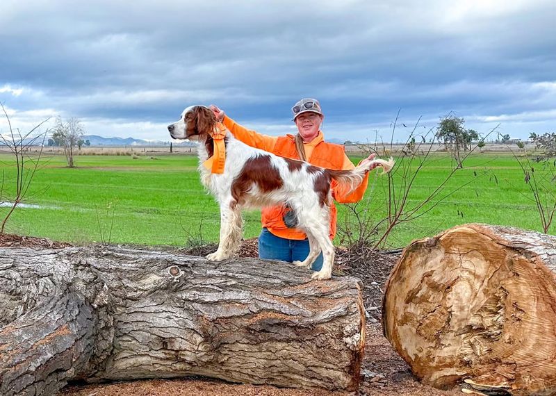 Irish Red and White Setter