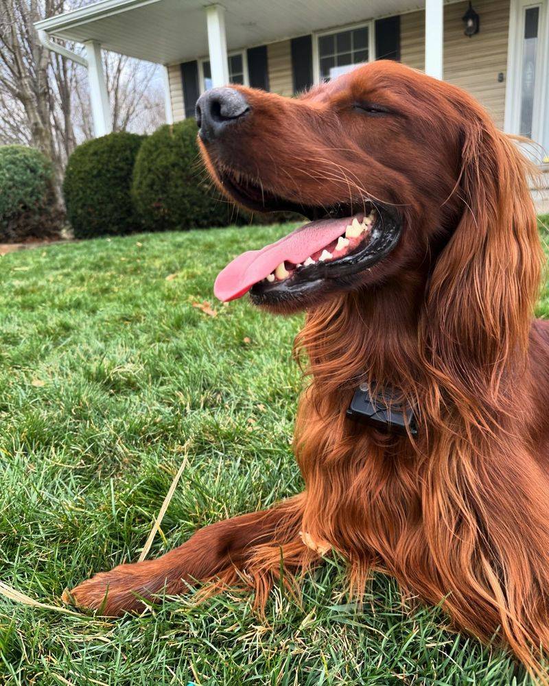 Irish Setter