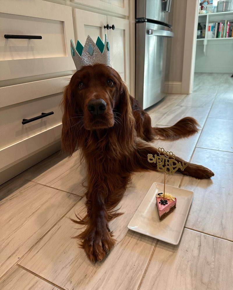 Irish Setter