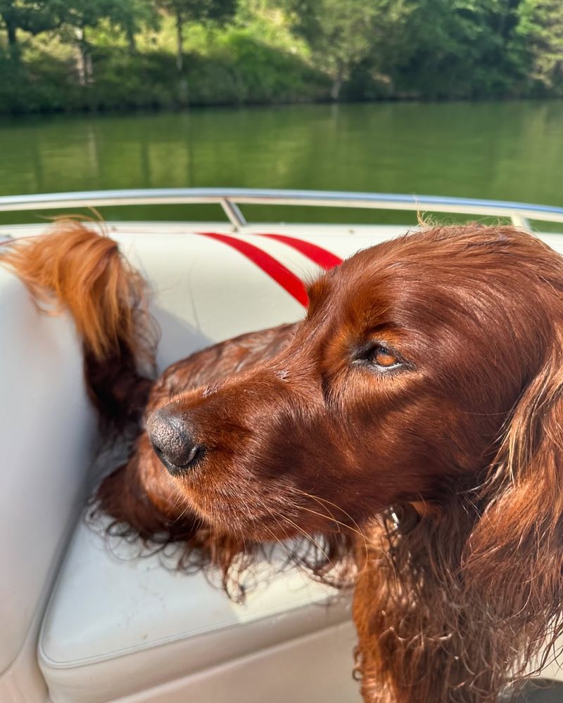 Irish Setter