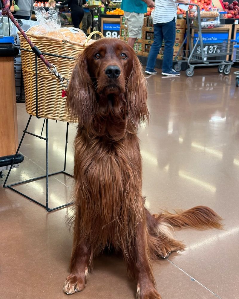 Irish Setter