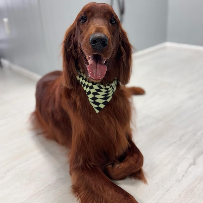 Irish Setter