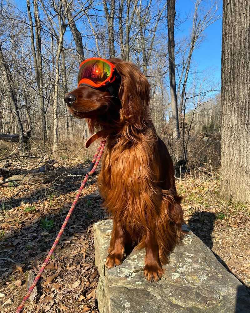 Irish Setter