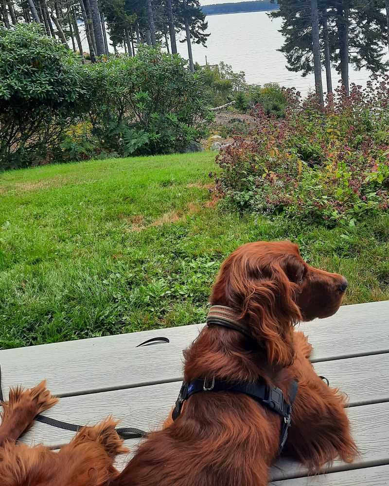 Irish Setter