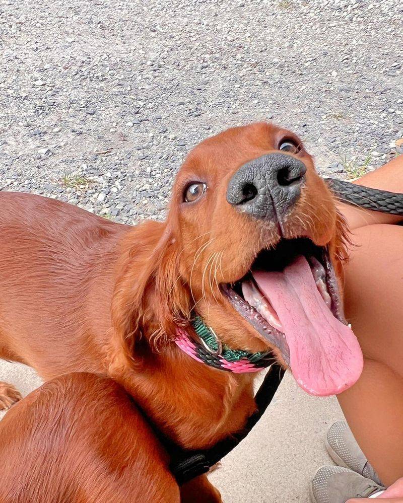 Irish Setter