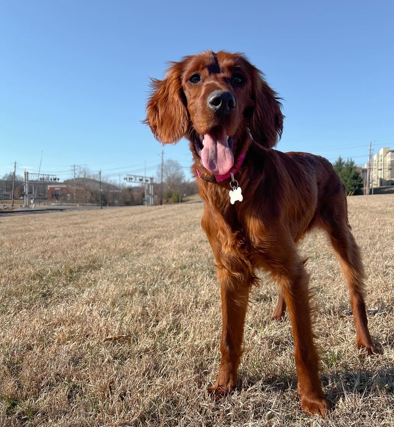 Irish Setter