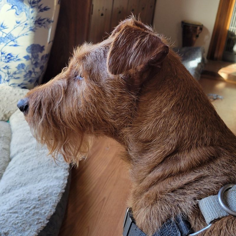 Irish Terrier