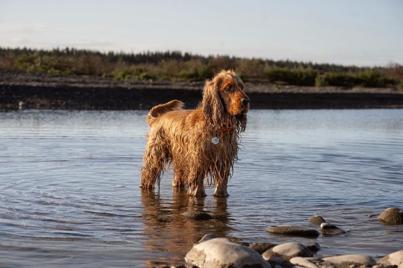 Irish Water Spaniel