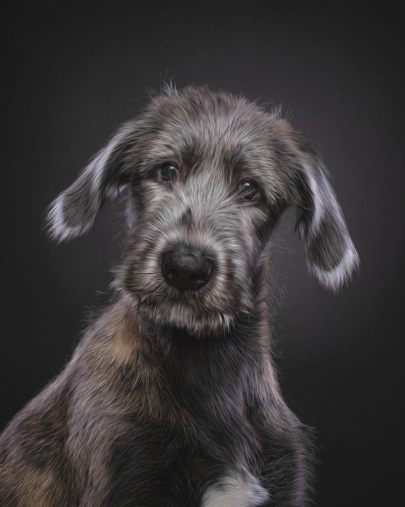 Irish Wolfhound