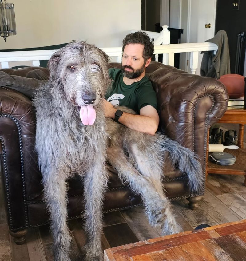 Irish Wolfhound