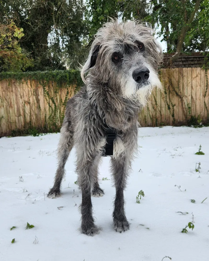 Irish Wolfhound