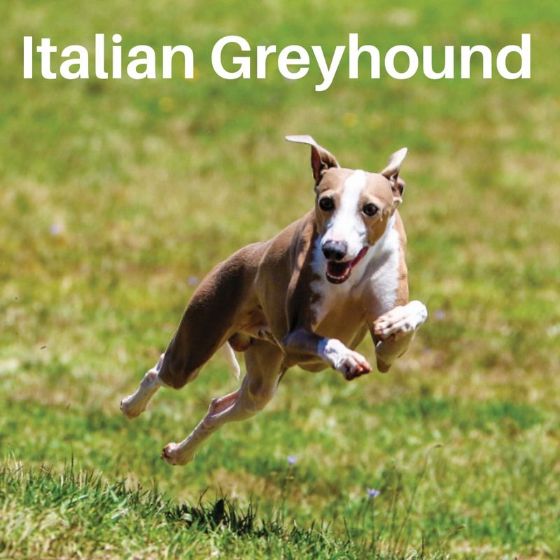 Italian Greyhound