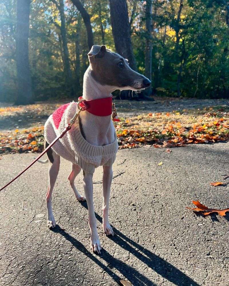 Italian Greyhound