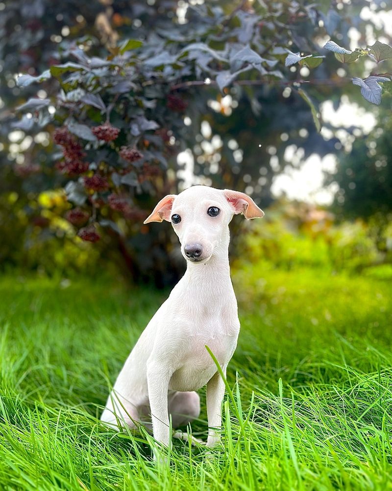 Italian Greyhound (White)