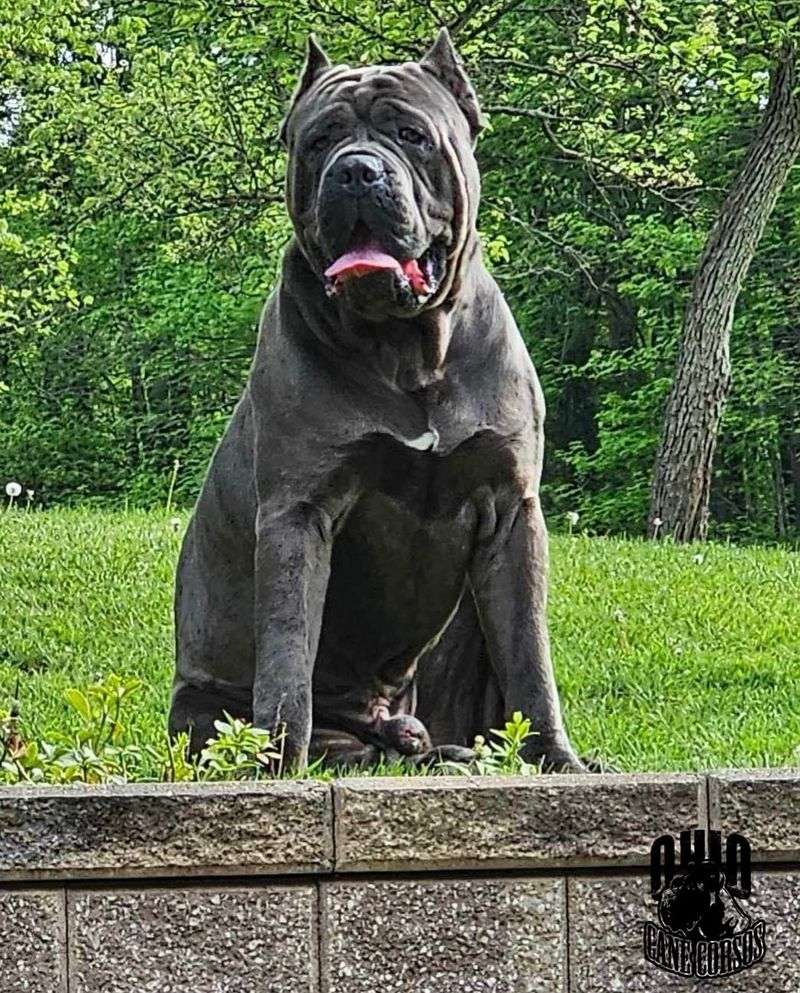 Italian Mastiff (Cane Corso)