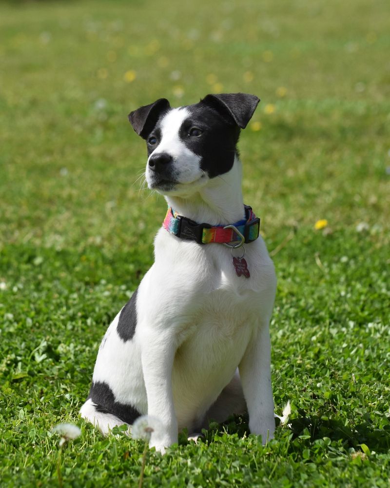 Jack Russell Terrier