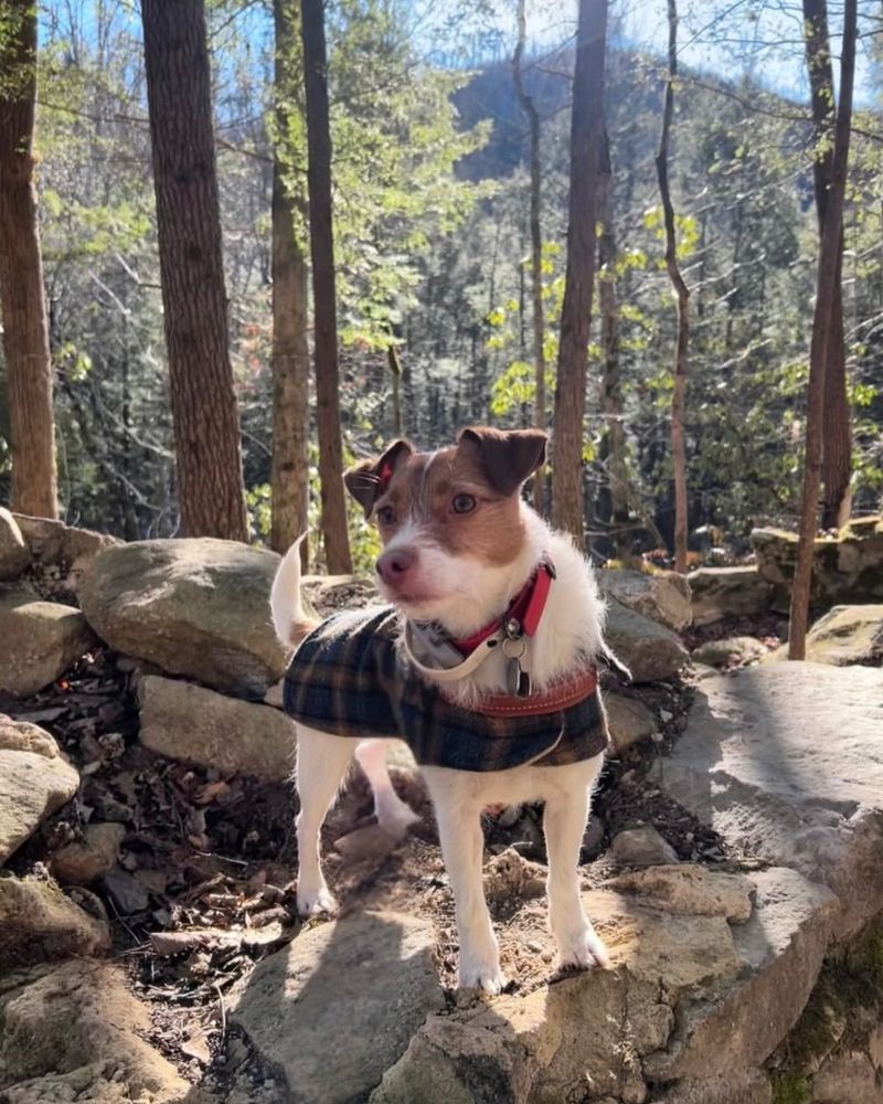 Jack Russell Terrier