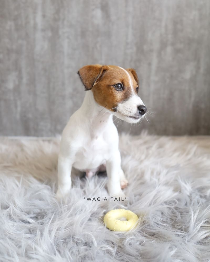 Jack Russell Terrier