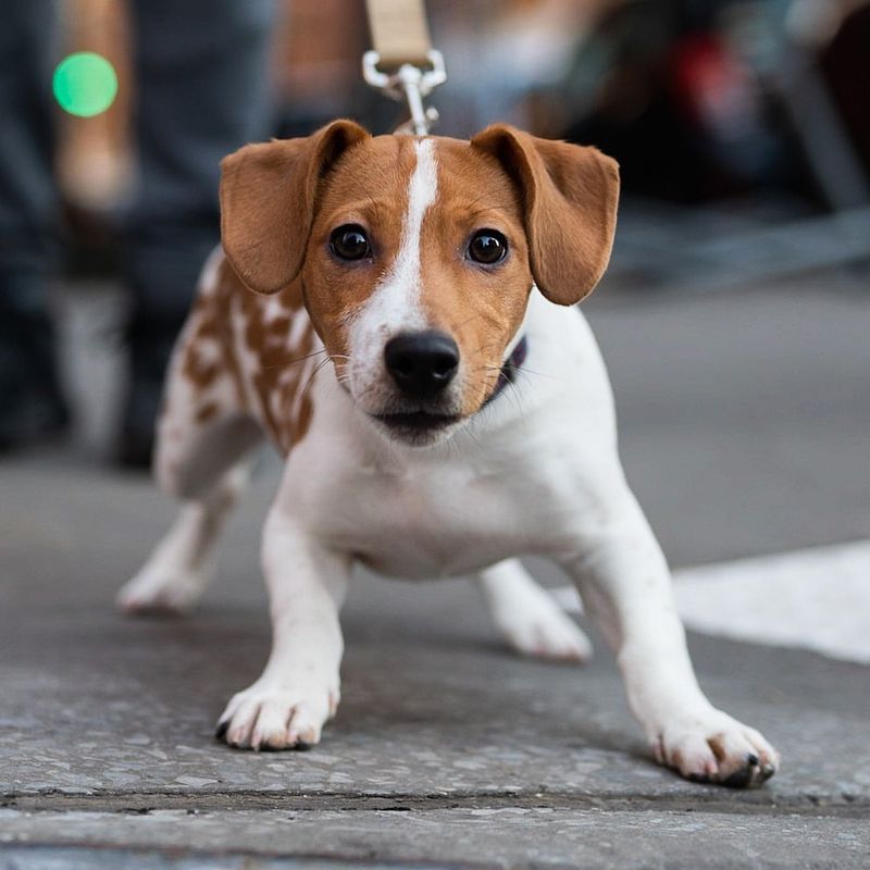 Jack Russell Terrier