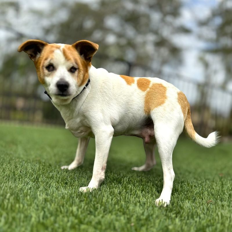 Jack Russell Terrier