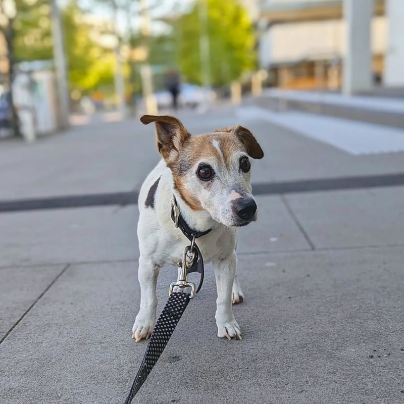 Jack Russell Terrier