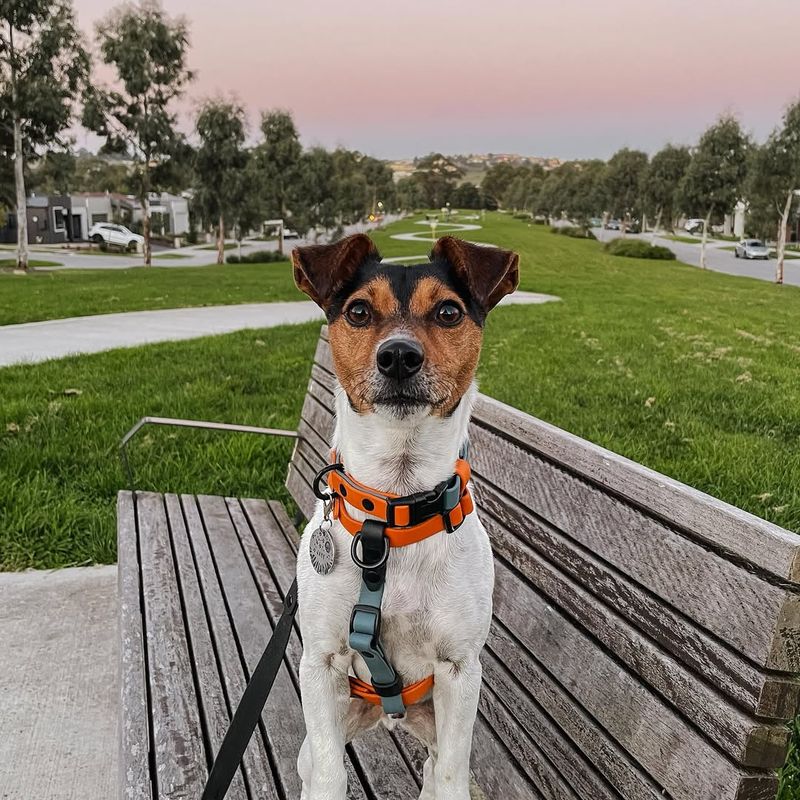 Jack Russell Terrier