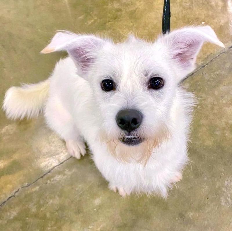 Jack Russell Terrier (White)