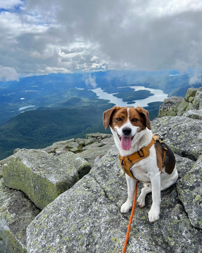 Jack Russell Terrier