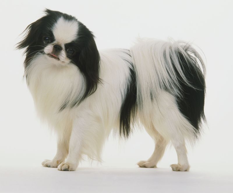 Japanese Chin