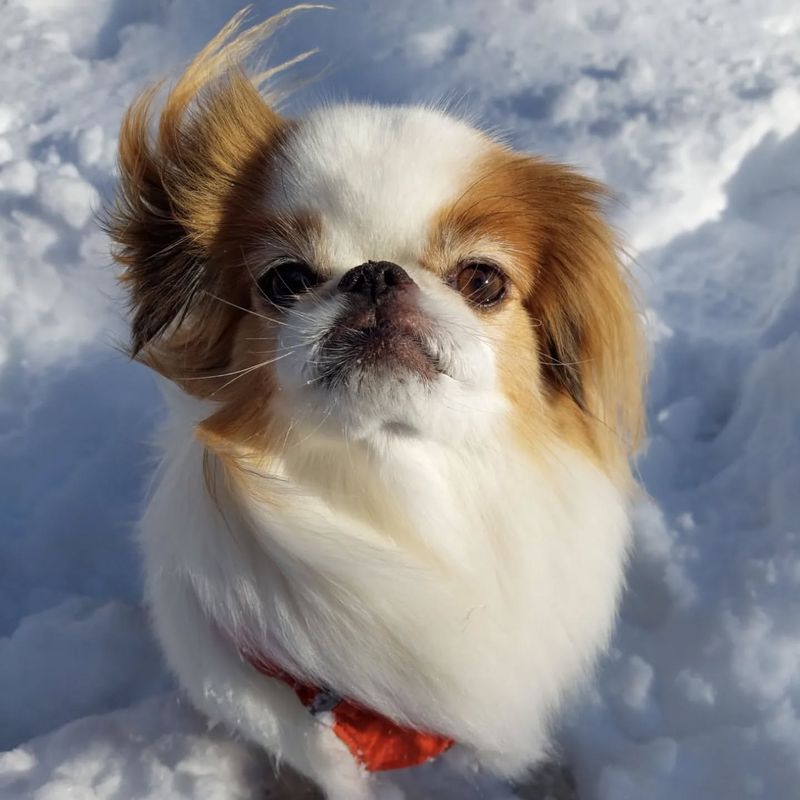 Japanese Chin