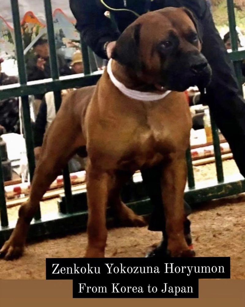 Japanese Mastiff (Tosa Inu)