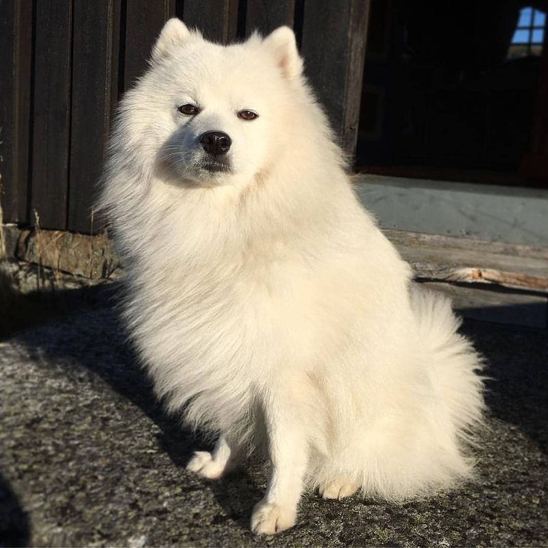 Japanese Spitz