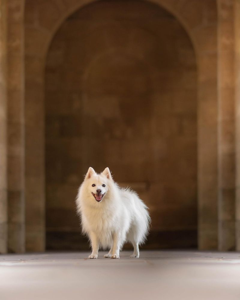 Japanese Spitz