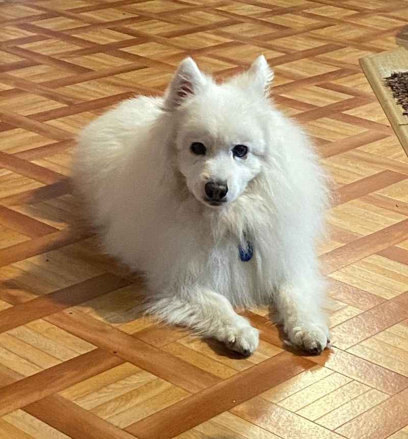 Japanese Spitz