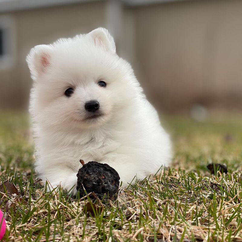 Japanese Spitz