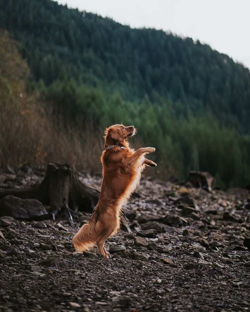 Jumping with Joy