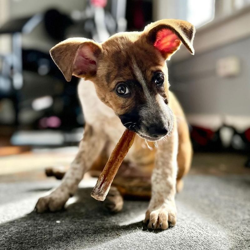 K9 Crunchy Carrot Sticks