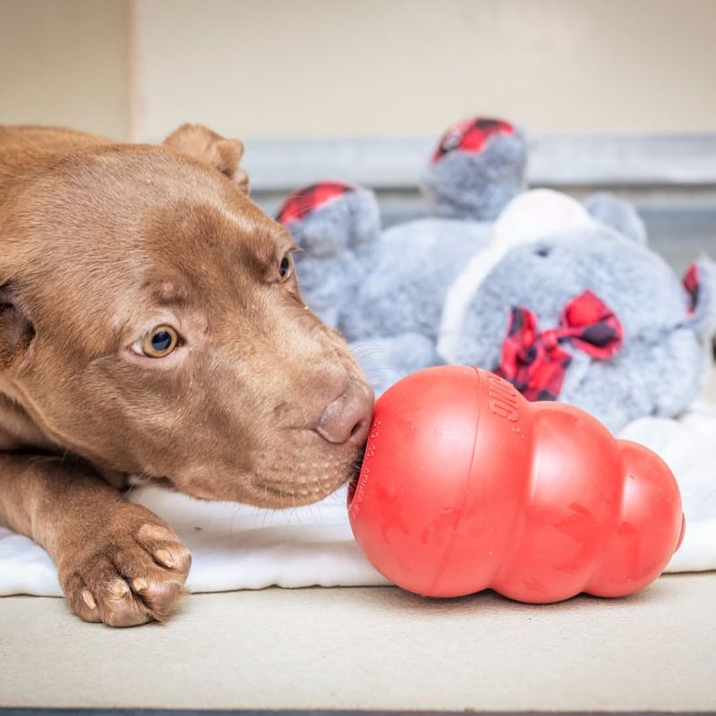 KONG Classic Dog Toy