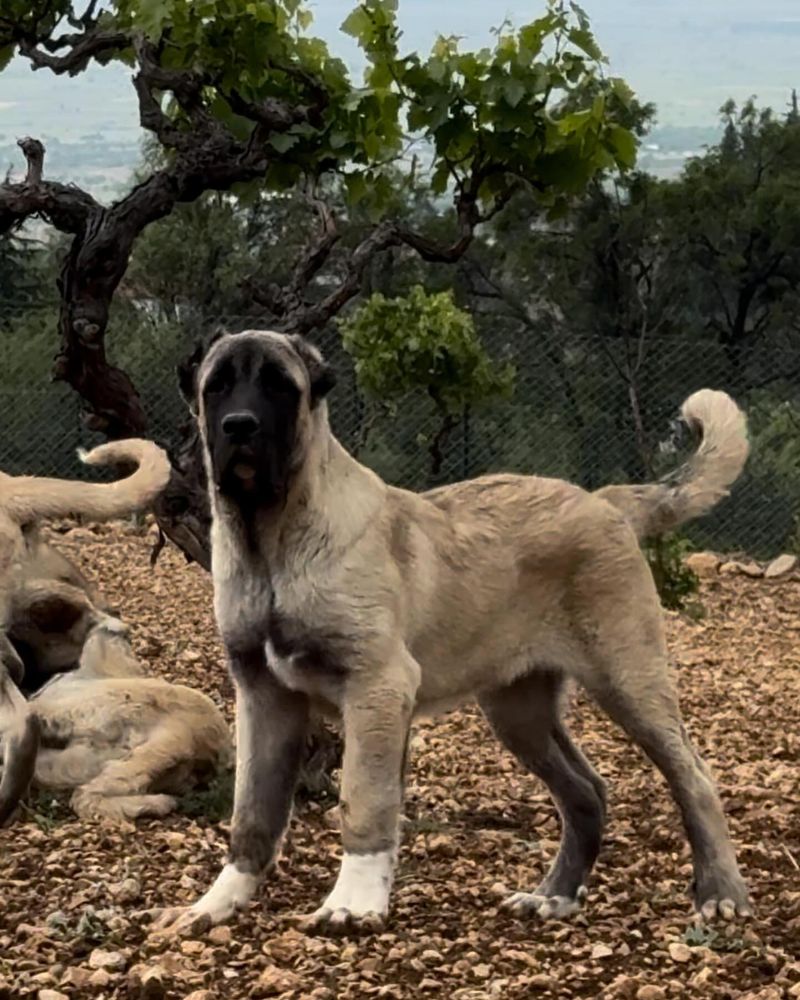 Kangal