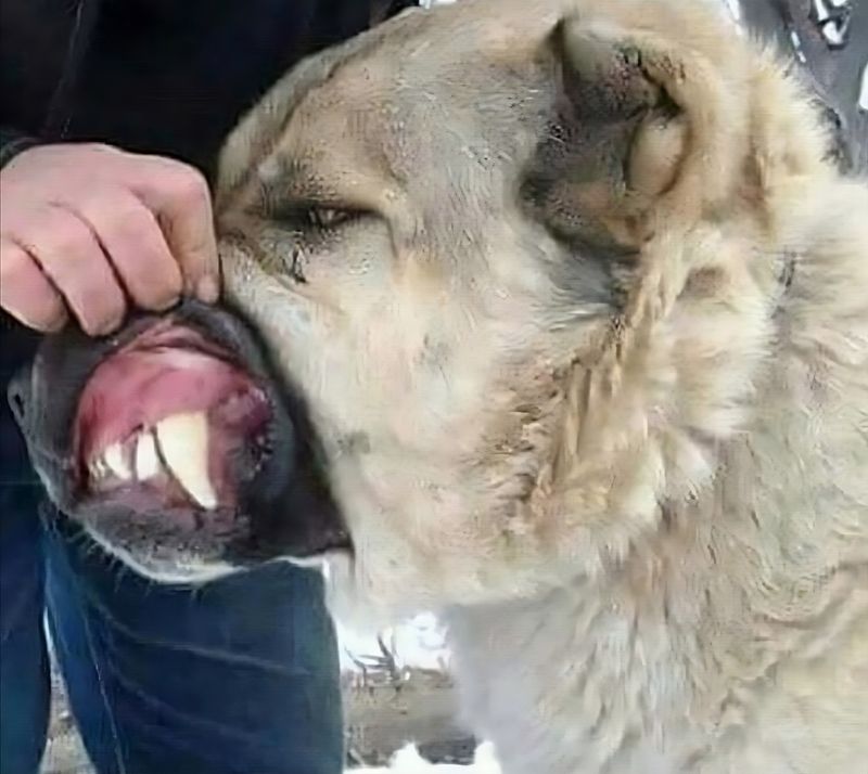 Kangal